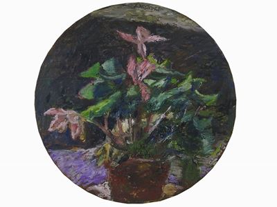Ciclamini 1970