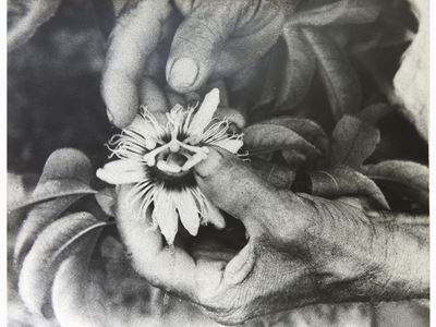 Operazione Difesa della Natura, Impollinazione-fruit De la Passion - Praslin Seychelles 1980