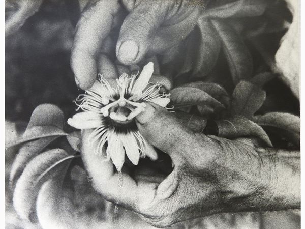 Joseph Beuys - Operazione Difesa della Natura, Impollinazione-fruit de la passion - Praslin Seychelles 1980