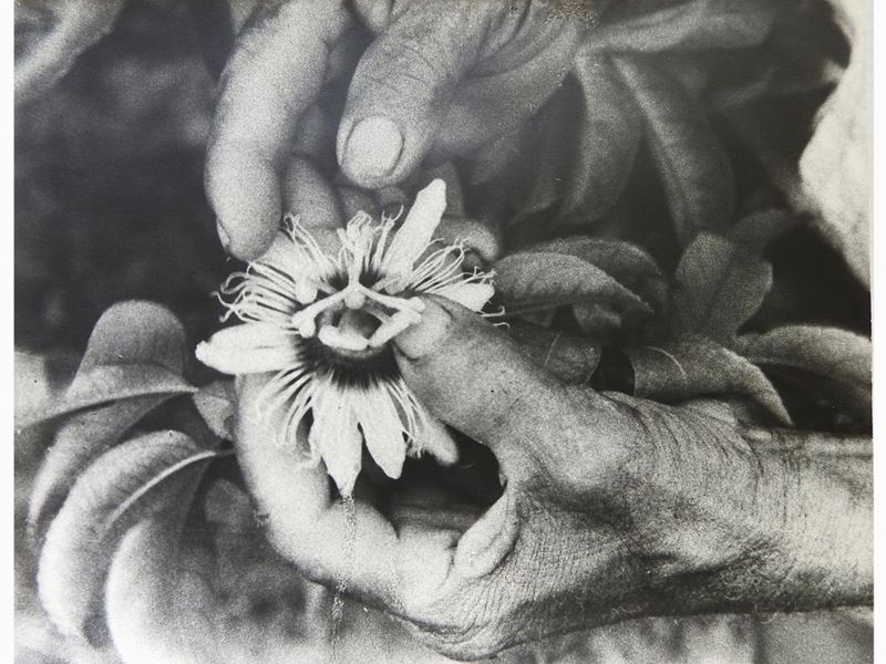 Joseph Beuys - Operazione Difesa della Natura, Impollinazione-fruit De la Passion - Praslin Seych...