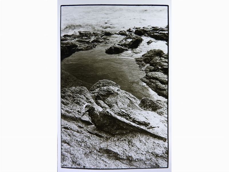 Marie-laure Decker - Uccello Ricoperto di Petrolio Nell' Ile-de-sein, Francia 1967