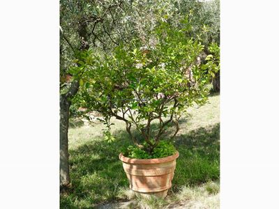 Pianta di Limone