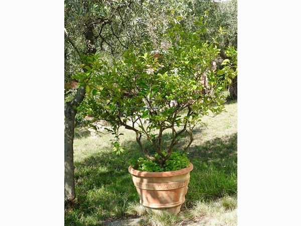Lemon Tree in a Terracotta Pot