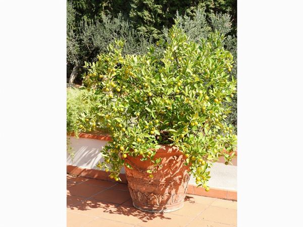 Citrus Tree in a Terracotta Pot