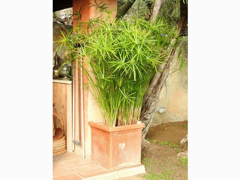 Pianta di Papiro