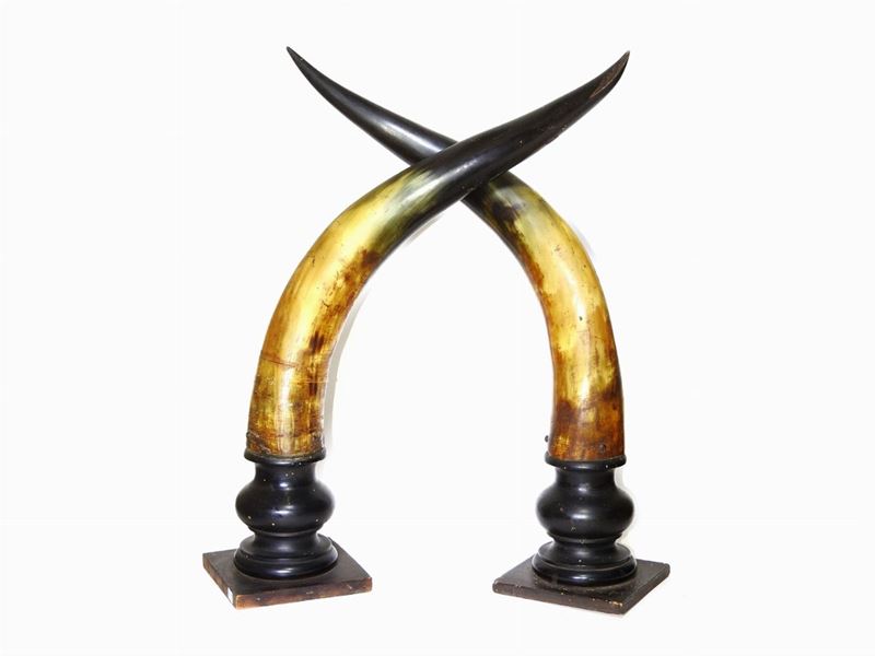 Coppia di Corna di Bovino