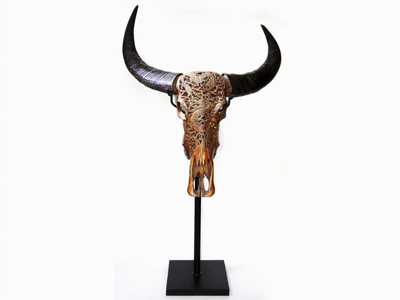 Testa di Bufalo