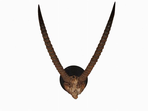 Two Hunting Trophies with Antilope Horns