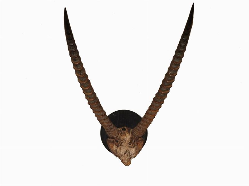 Due Trofei di Caccia con Corna di Antilope