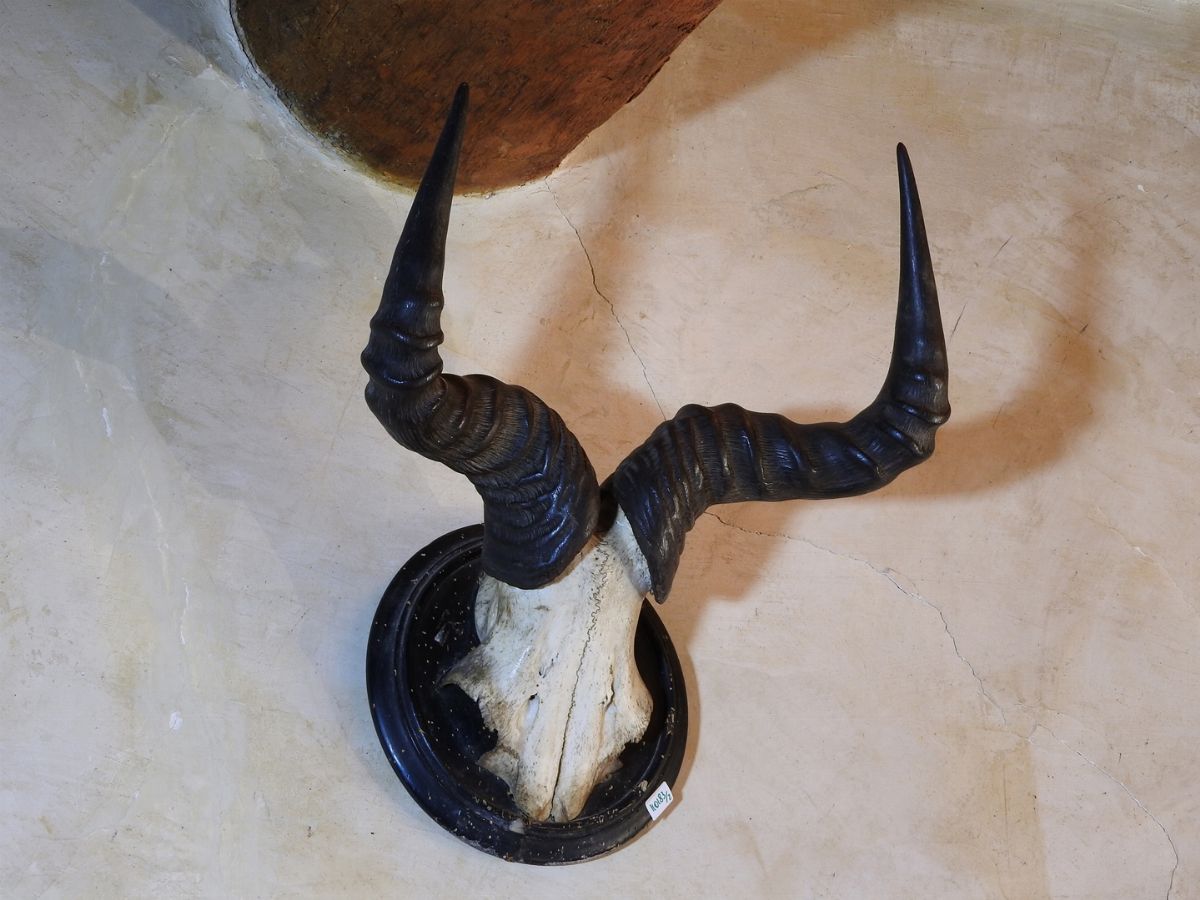 Due Trofei di Caccia con Corna di Antilope
