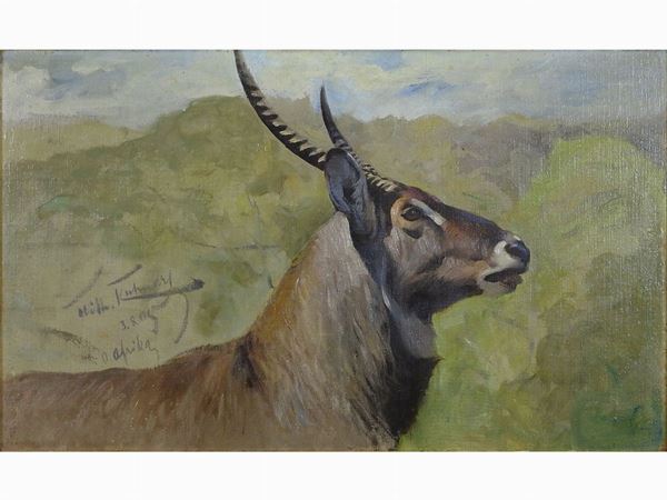 Wilhelm Kuhnert - Cervo 1905