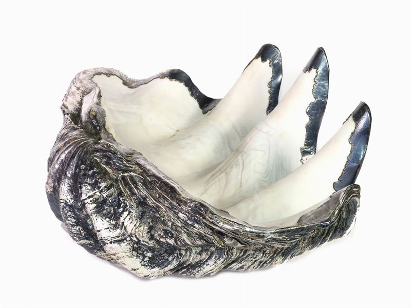 Grande Conchiglia Tridacna