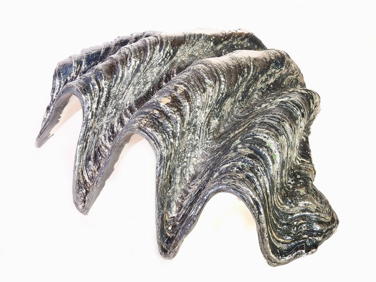 Grande Conchiglia Tridacna