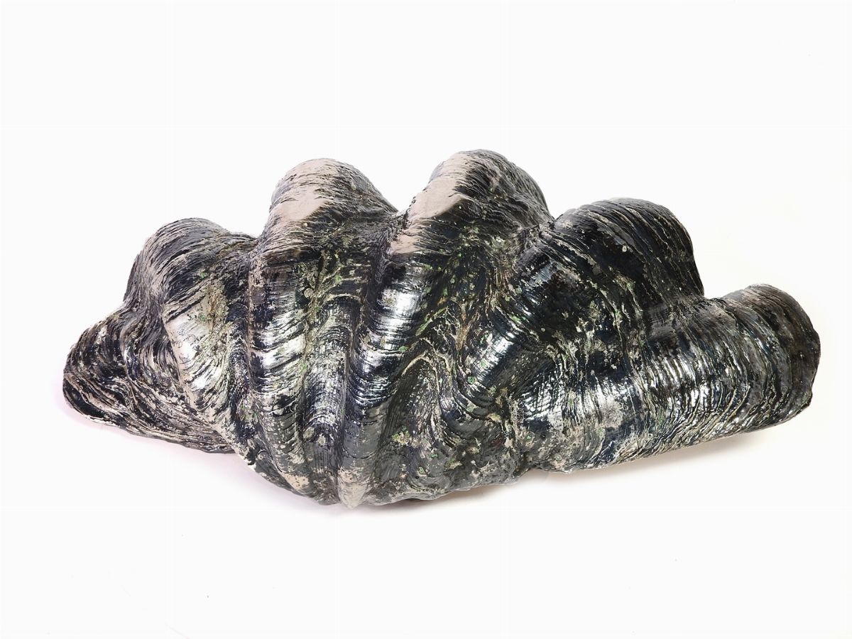 Grande Conchiglia Tridacna