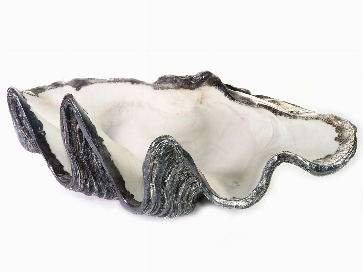Grande Conchiglia Tridacna