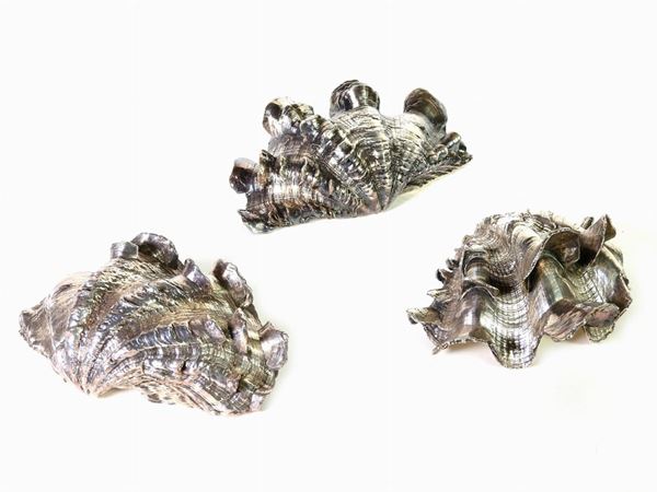 Three Tridacna Shells