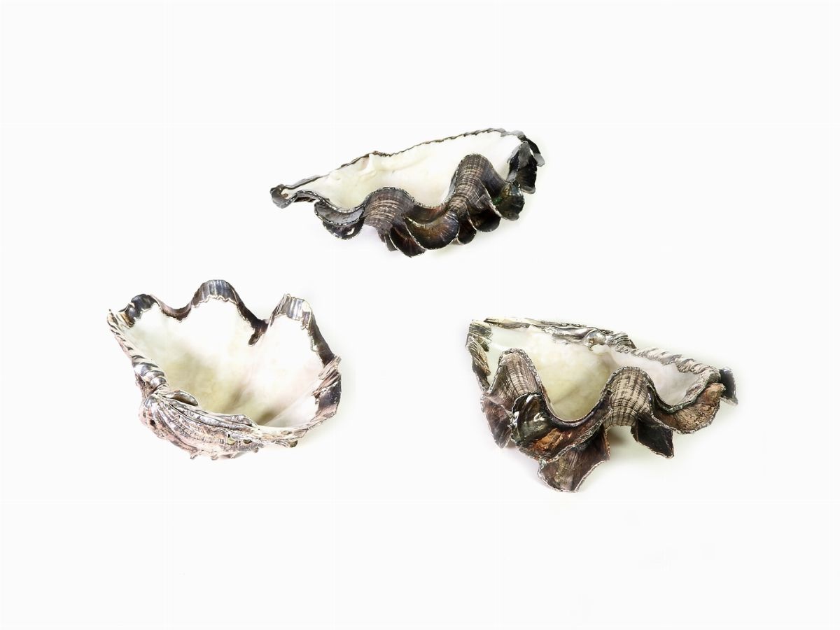 Tre Conchiglie Tridacna