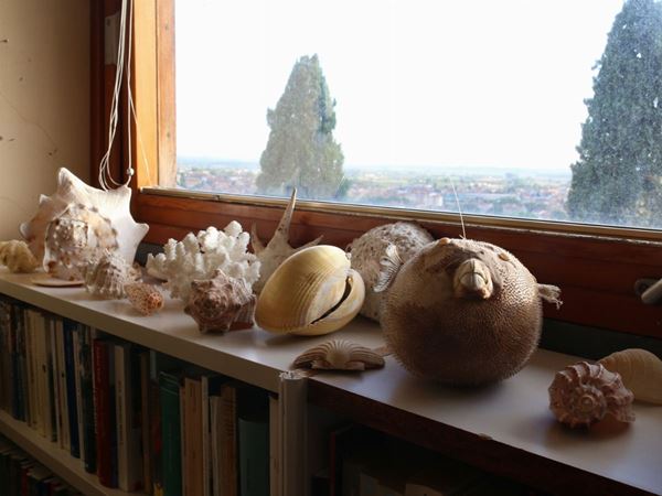 A Shells Collection  - Auction House sale: Art and Design  in "Horto Antico" villa - II - II - Maison Bibelot - Casa d'Aste Firenze - Milano