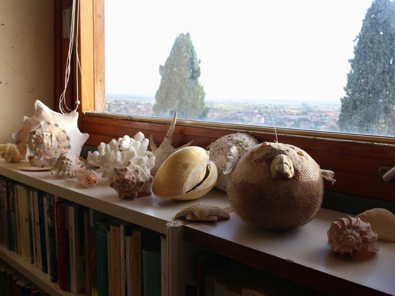 Collezione di Conchiglie