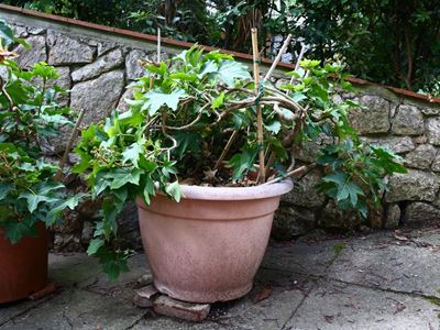 Pianta di Aralia