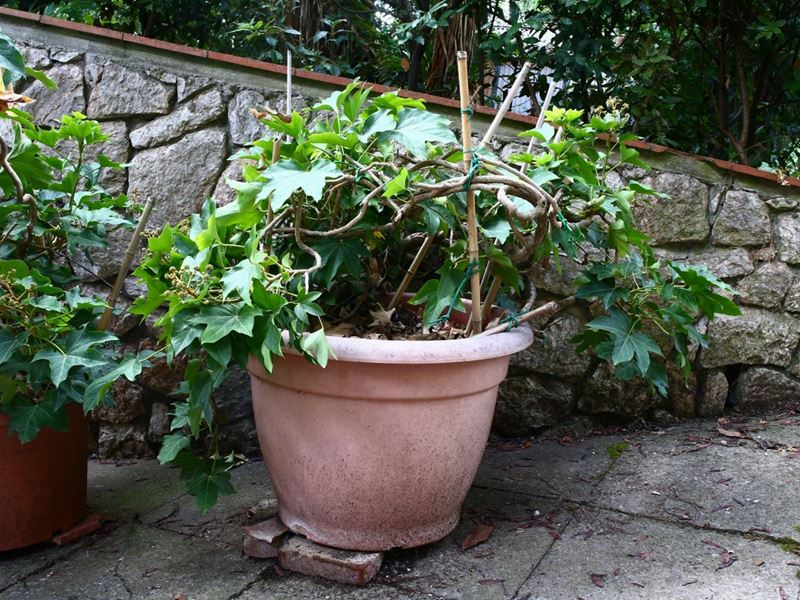 Pianta di Aralia