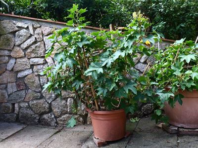Pianta di Aralia
