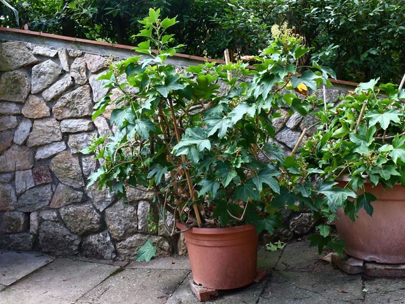 Pianta di Aralia