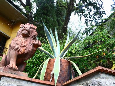 Coppia di Agavi