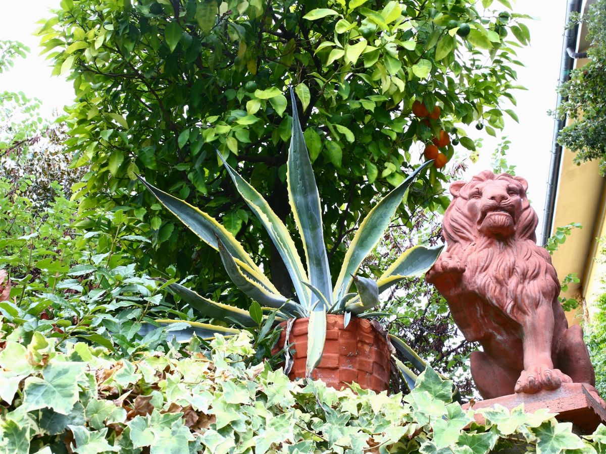 Coppia di Agavi