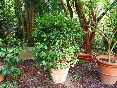 Pianta di Mandarino Cinese