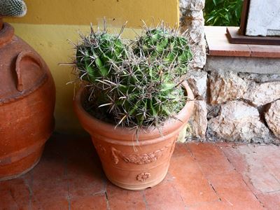 Pianta Grassa