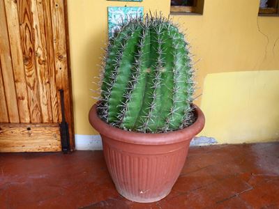 Pianta Grassa