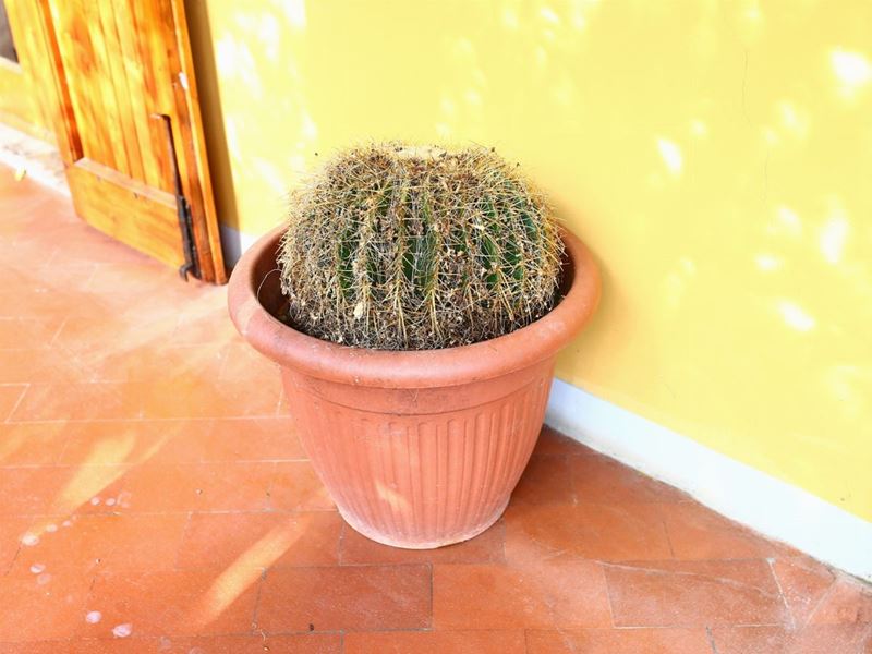 Pianta Grassa