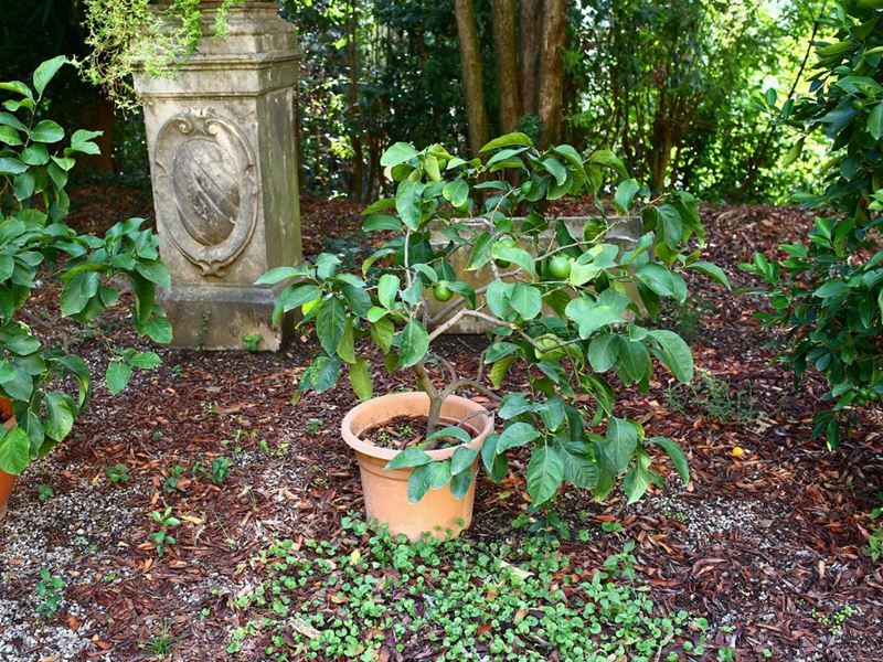 Pianta di Limone