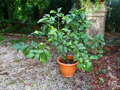 Pianta di Limone
