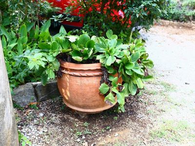 Vaso in Terracotta