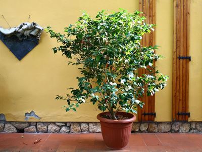 Pianta di Camelia