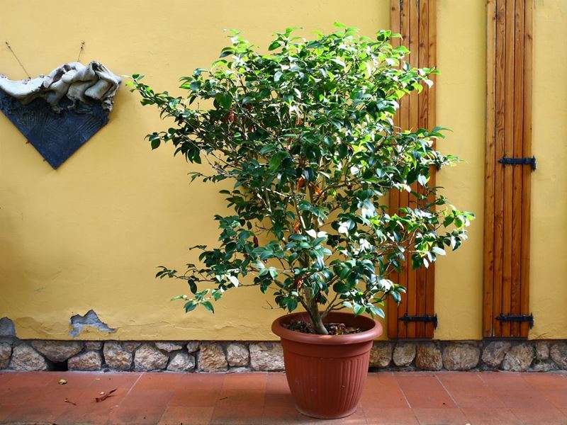 Pianta di Camelia