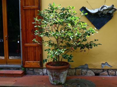 Pianta di Camelia