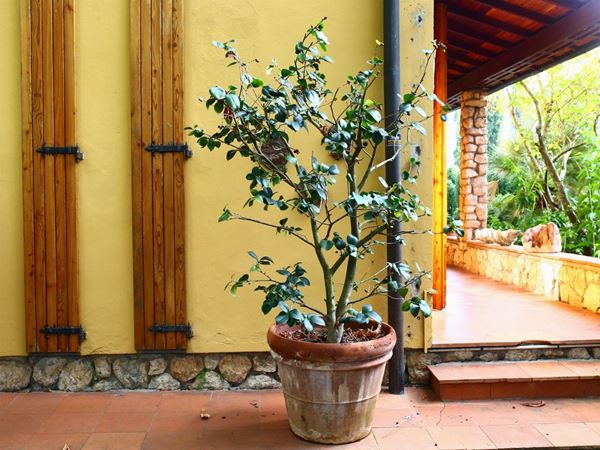 A Camellia Plant  - Auction House sale: Art and Design  in "Horto Antico" villa - II - II - Maison Bibelot - Casa d'Aste Firenze - Milano