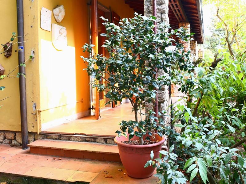 Pianta di Camelia