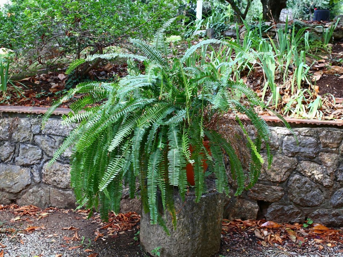 Due Piante di Felci