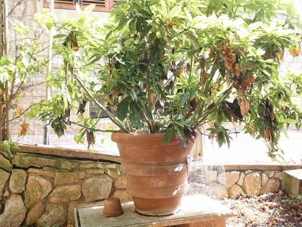 Aucuba Plant