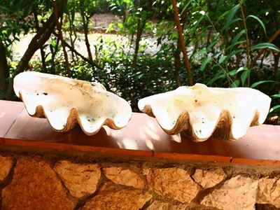 Due Grandi Conchiglie Varietà Tridacne