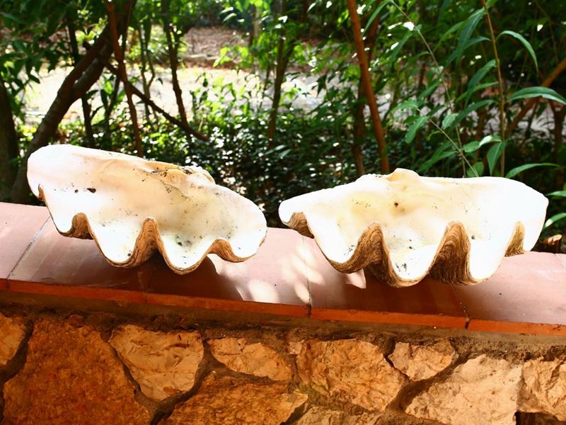 Due Grandi Conchiglie Varietà Tridacne