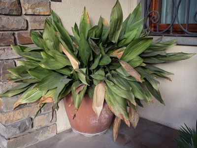 Coppia di Vasi da Giardino in Terracotta