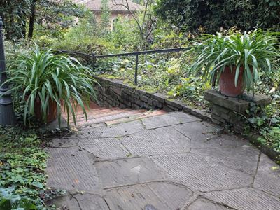 Coppia di Piante di Agapanto