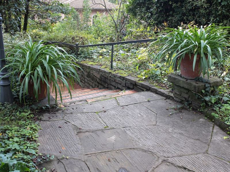Coppia di Piante di Agapanto