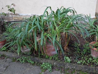 Coppia di Piante di Agapanto