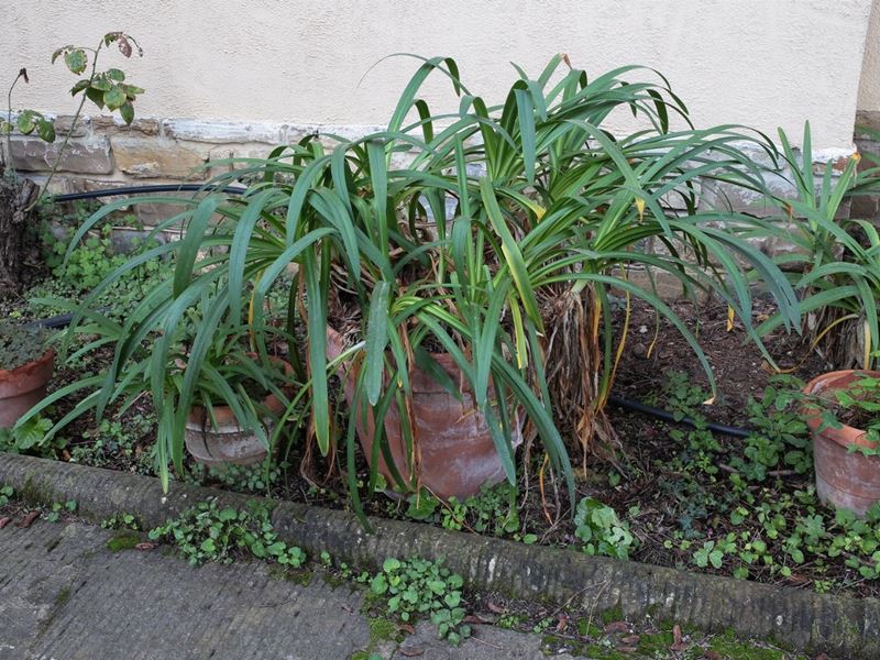 Coppia di Piante di Agapanto